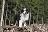 BERGER AUSTRALIEN PUPPIES 008